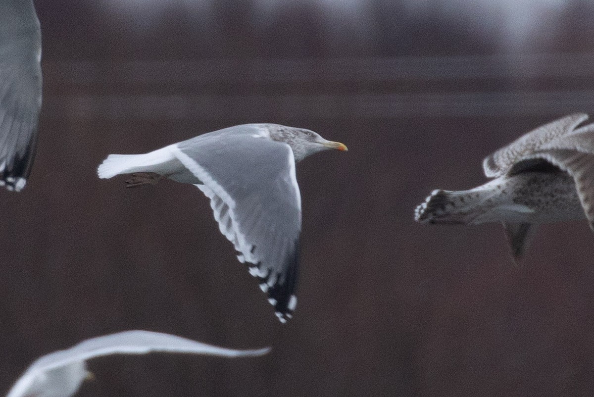 American Herring x Lesser Black-backed Gull (hybrid) - ML646998044