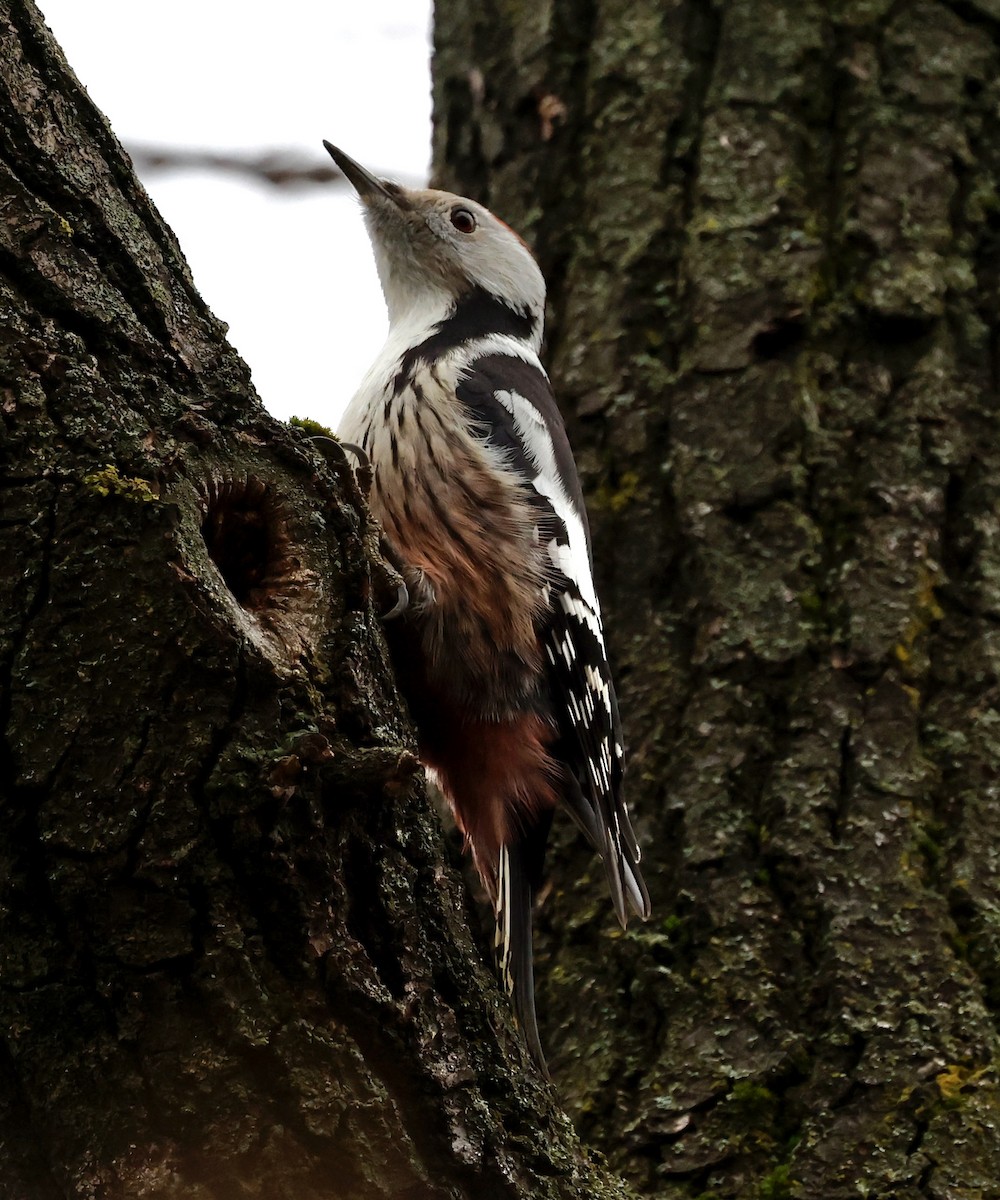 Middle Spotted Woodpecker - ML646998046