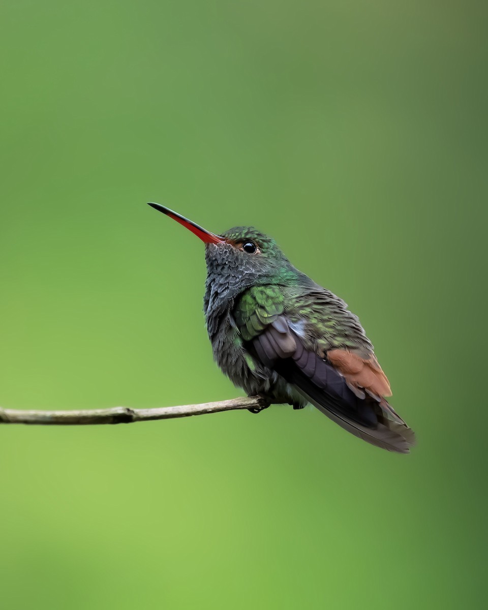 Цакатл - ML646998047