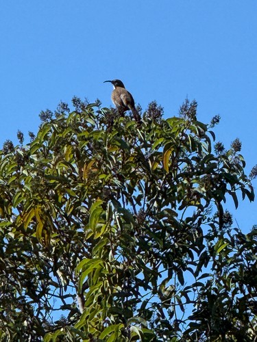 California Thrasher - ML646998048
