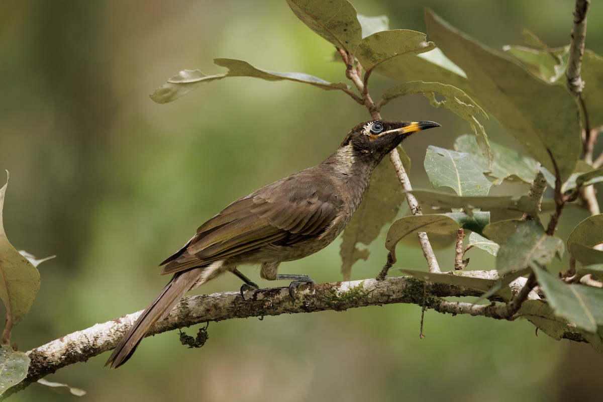 Buntschnabel-Honigfresser - ML646998058