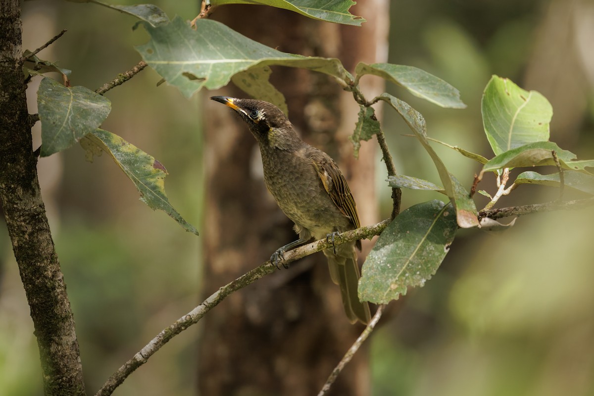 Buntschnabel-Honigfresser - ML646998059