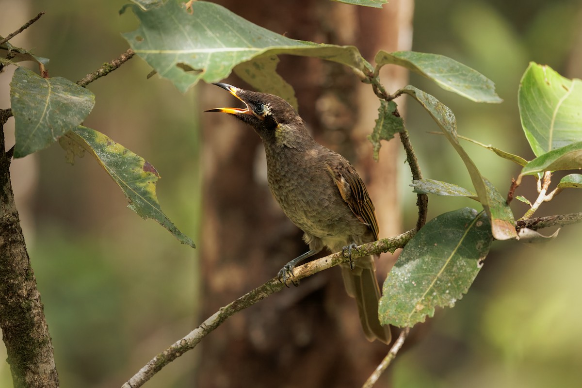 Buntschnabel-Honigfresser - ML646998060