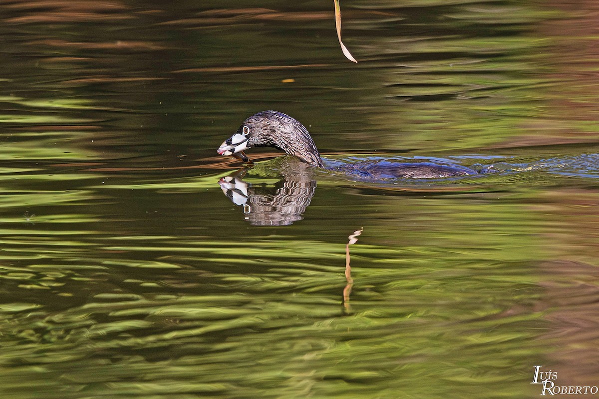 Bindentaucher - ML646998062