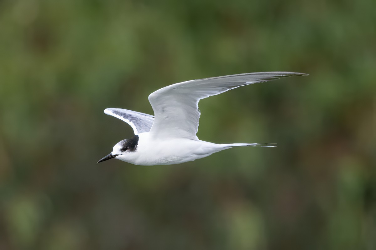 Common Tern - ML646998063