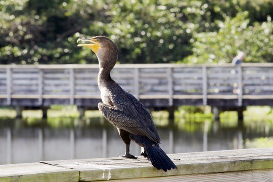 Double-crested Cormorant - ML646998065