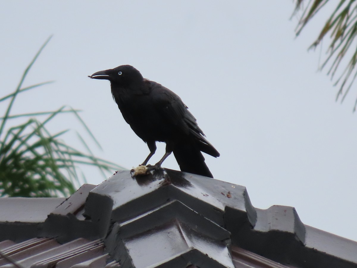 Australian Raven - ML646998068