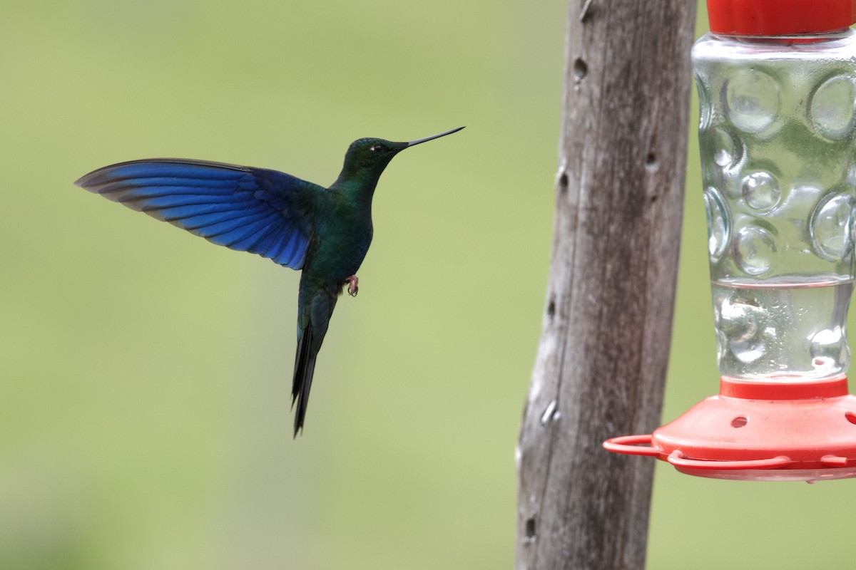 Great Sapphirewing - ML646998069