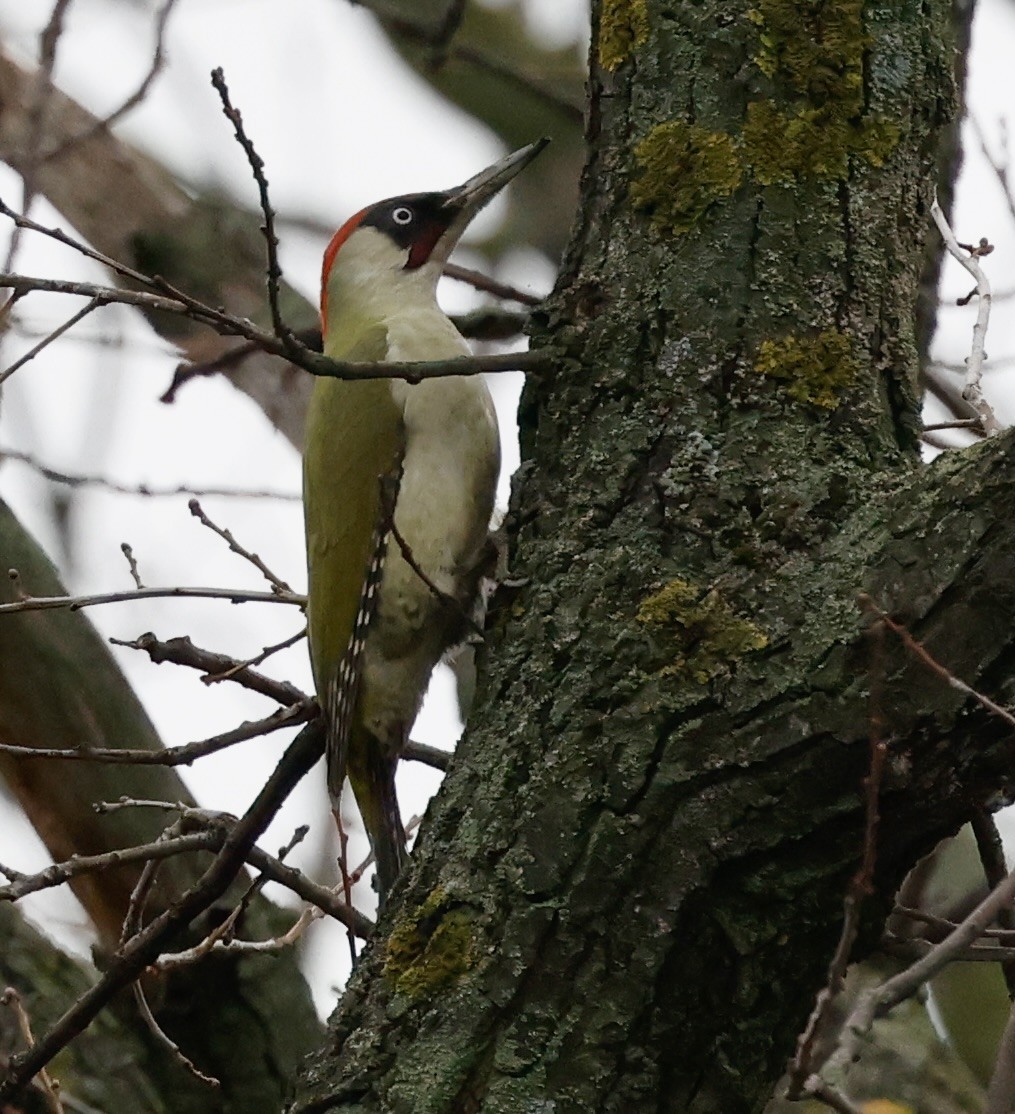 נקר ירוק - ML646998071