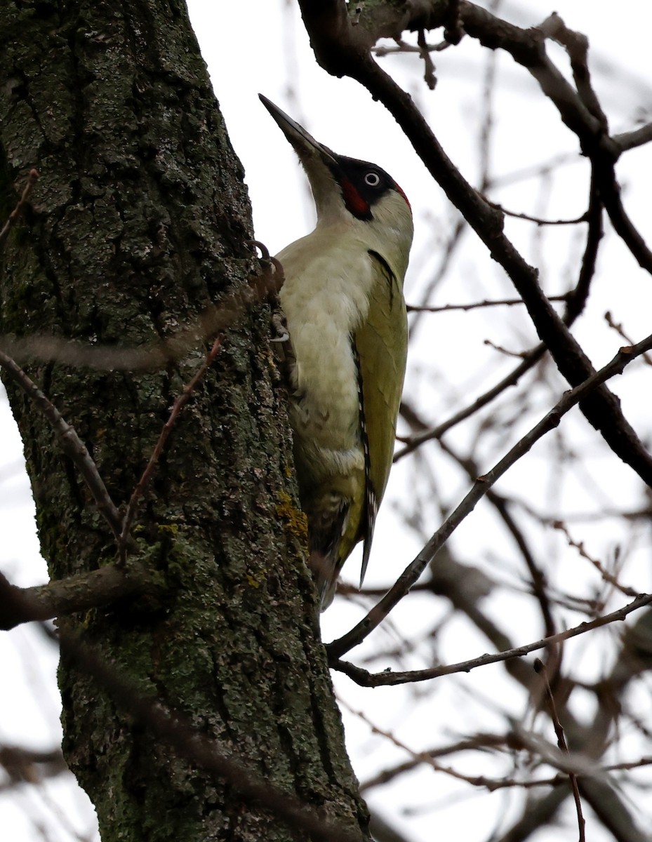 נקר ירוק - ML646998072