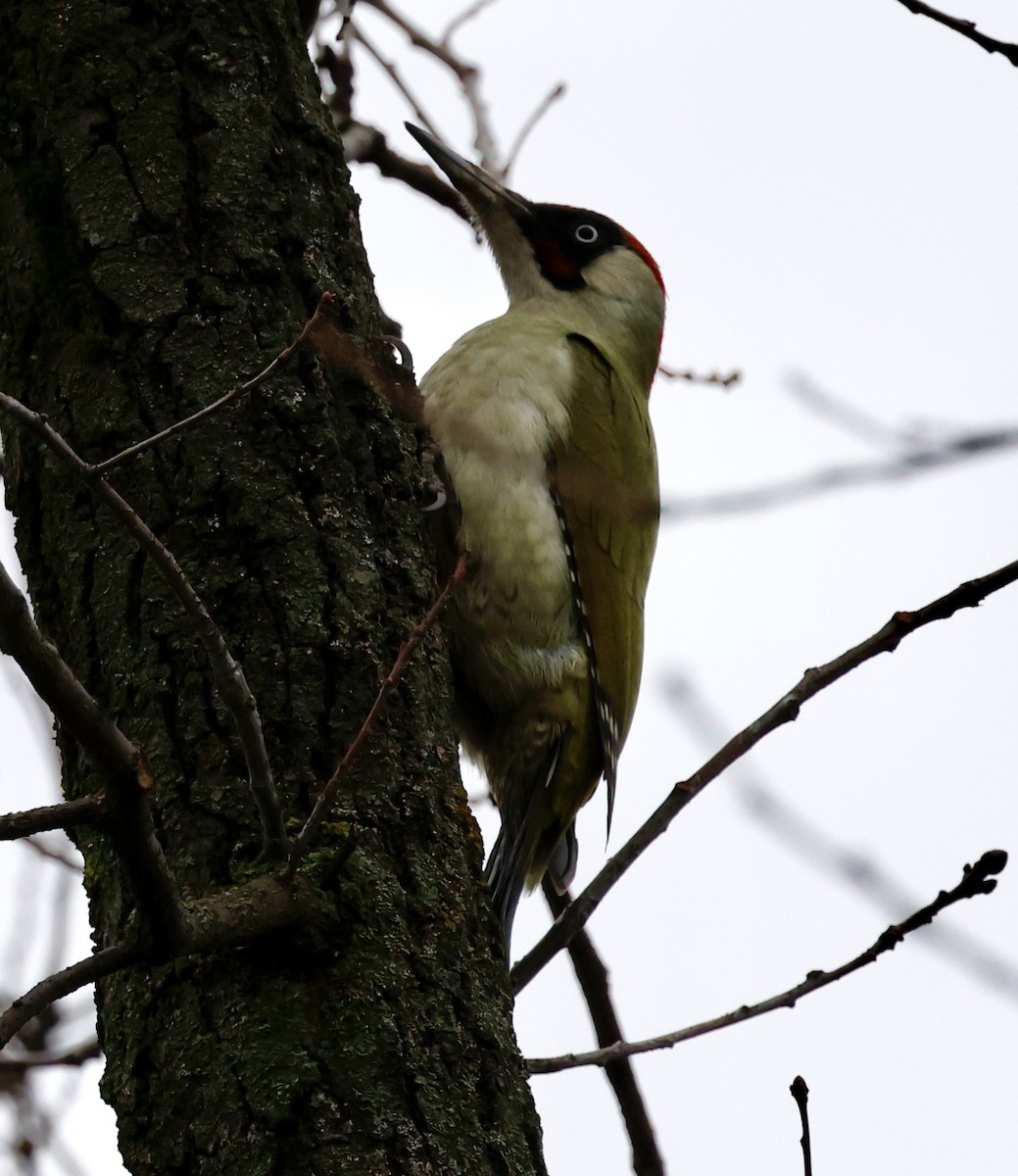נקר ירוק - ML646998073