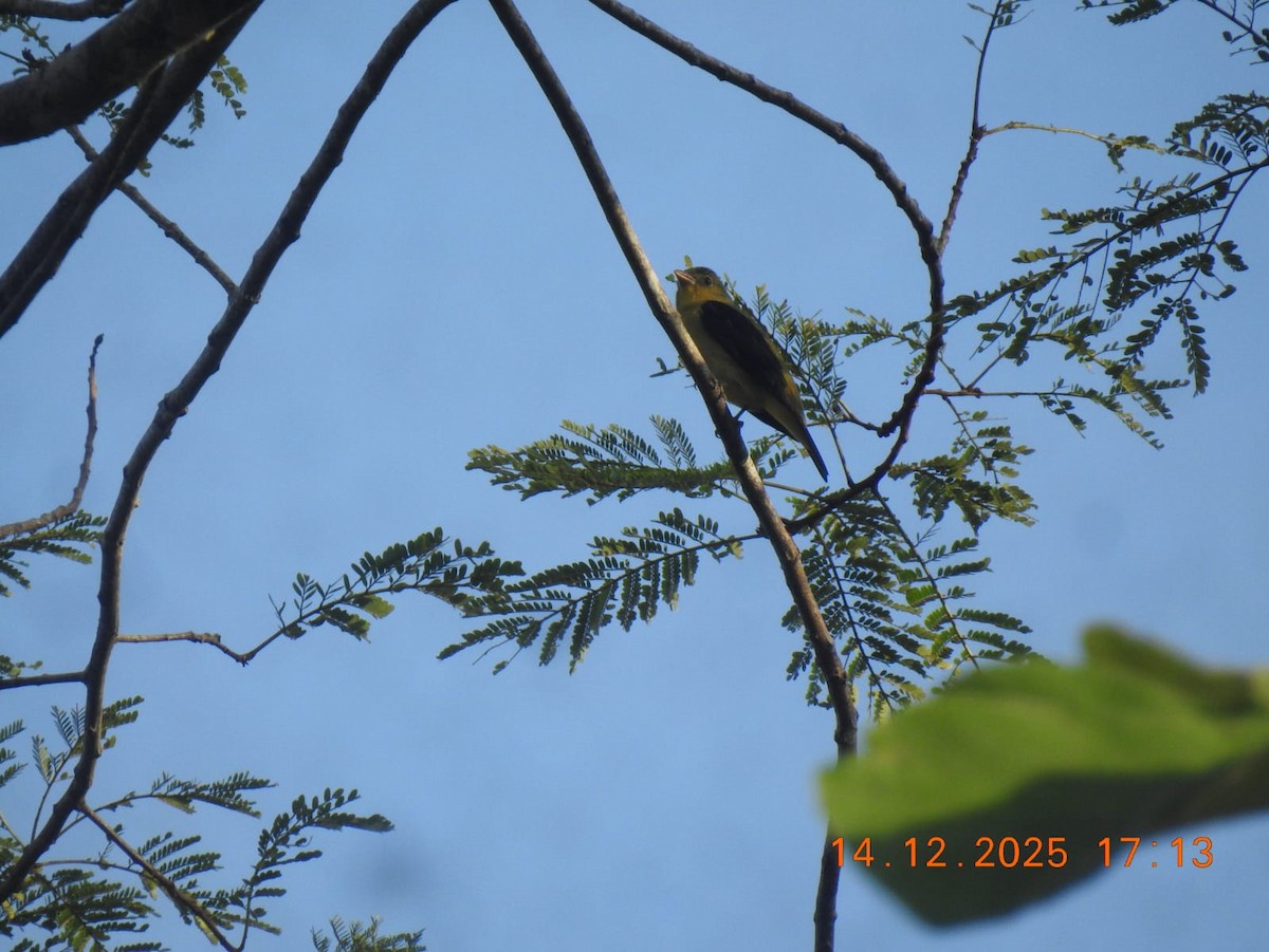 Scarlet Tanager - ML646998078