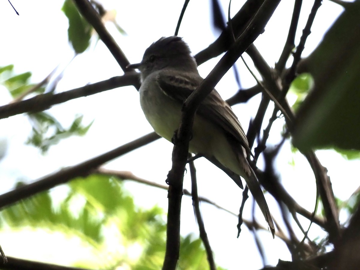 Mosquero Matorralero Norteño - ML646998080