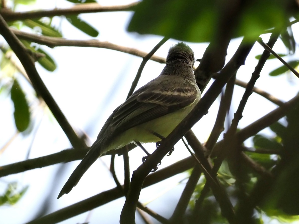 Mosquero Matorralero Norteño - ML646998081