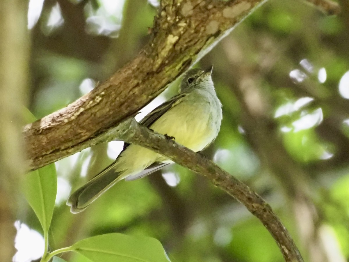 Mosquero Matorralero Norteño - ML646998082