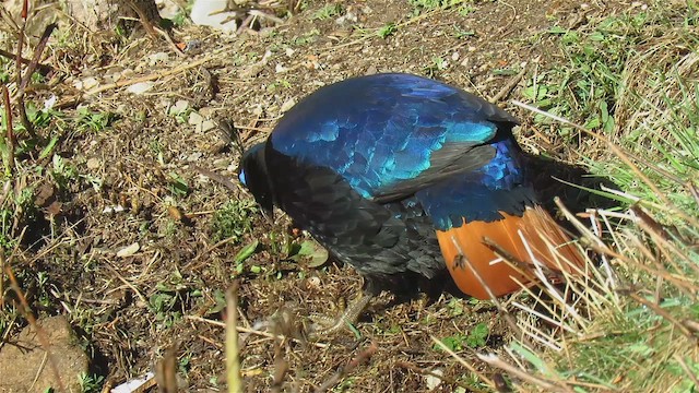 ニジキジ - ML646998083