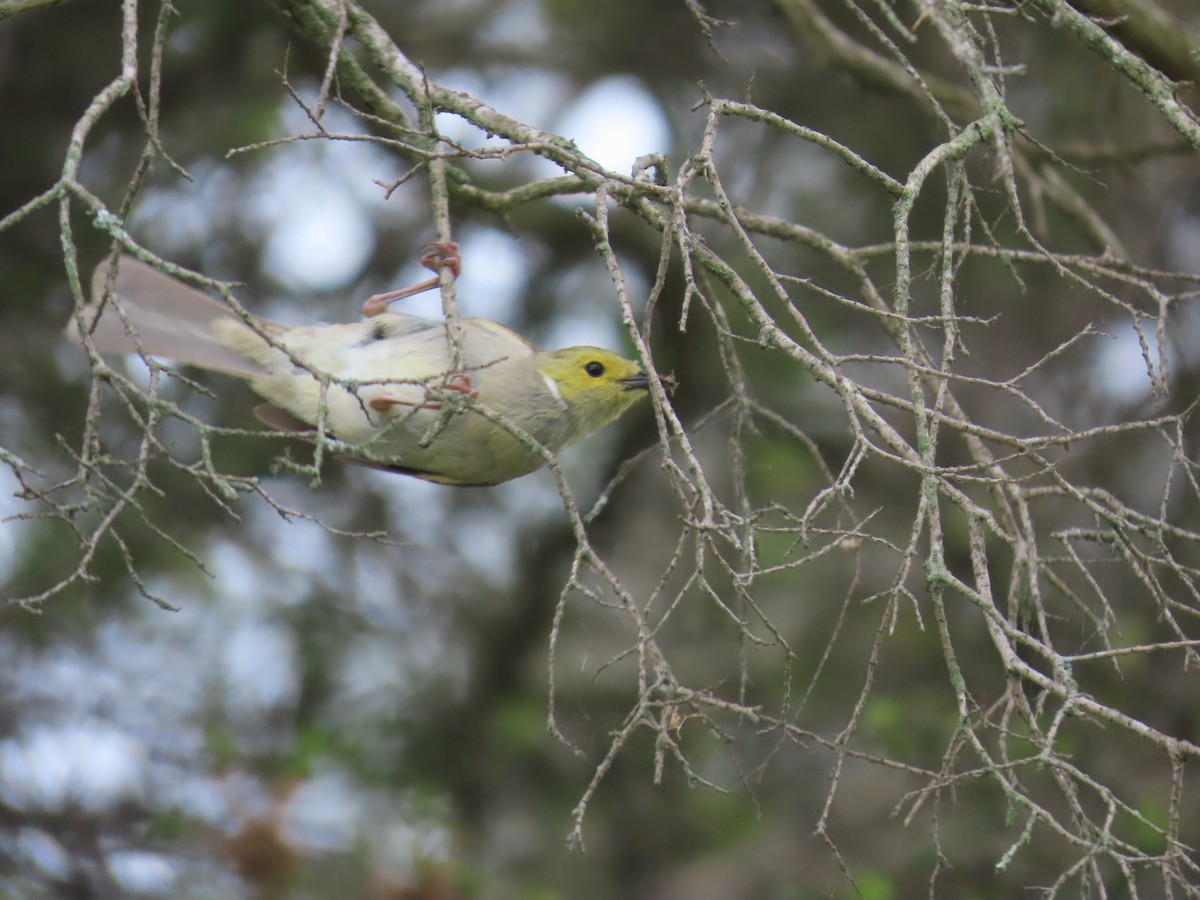 hvitsmykkehonningeter - ML646998093