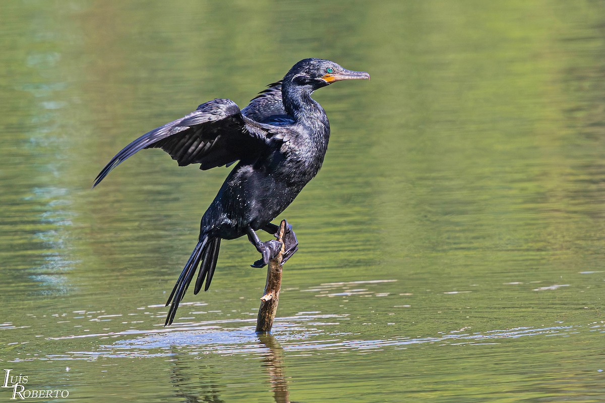 Humboldtscharbe - ML646998099