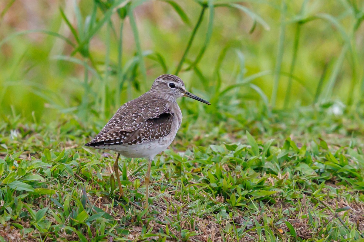 Piro piro boschereccio - ML646998100