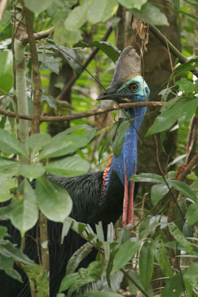 Helmkasuar - ML646998105