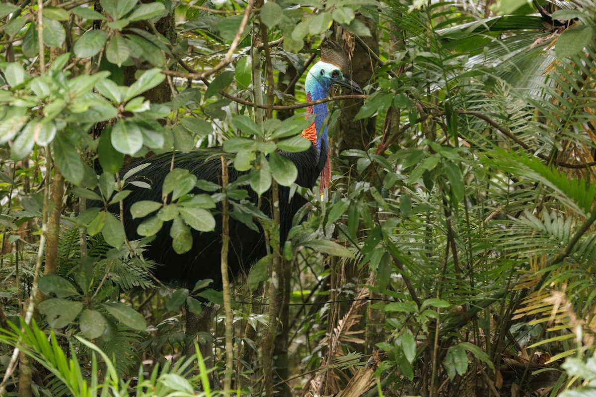 Helmkasuar - ML646998106