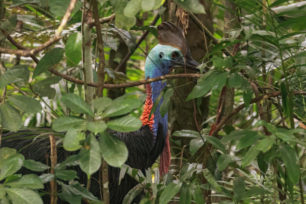 Helmkasuar - ML646998107