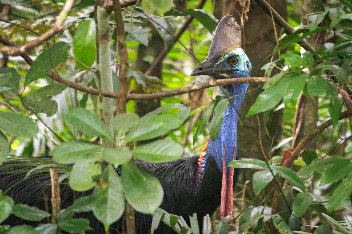 Helmkasuar - ML646998108