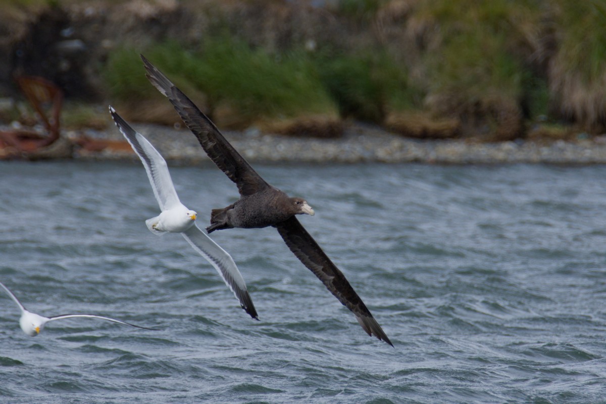 Southern Giant-Petrel - ML646998110