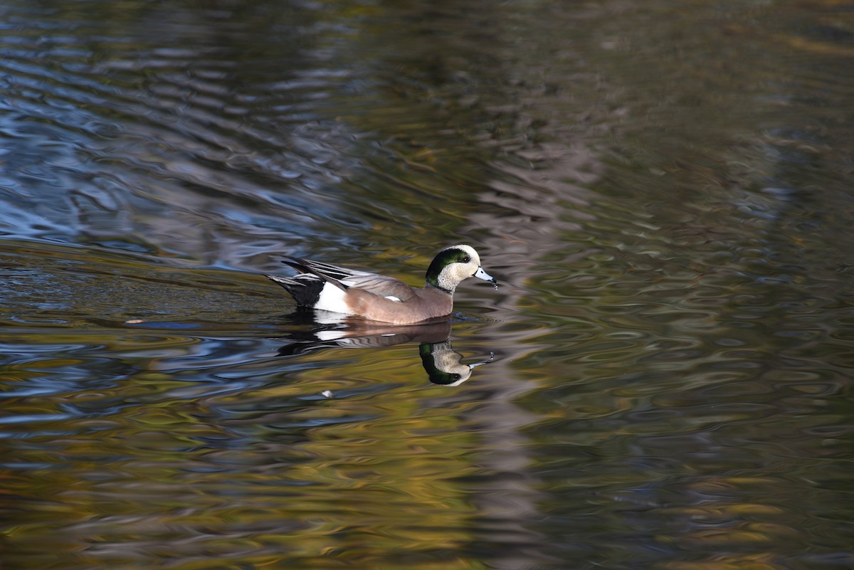 American Wigeon - ML646998112