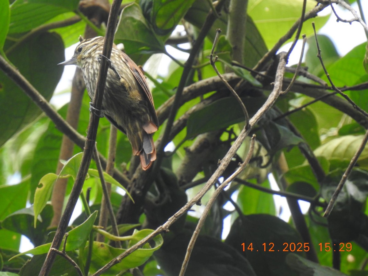 Streaked Xenops - ML646998113