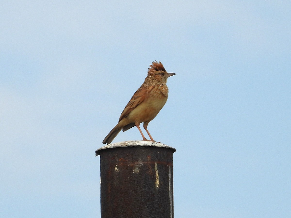 Rufous-naped Lark (Rufous-naped) - ML646998115