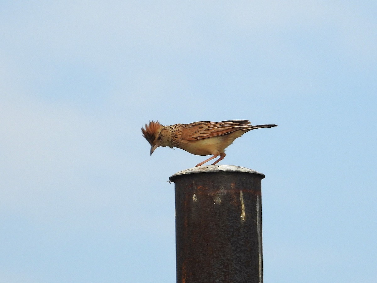 Rufous-naped Lark (Rufous-naped) - ML646998116