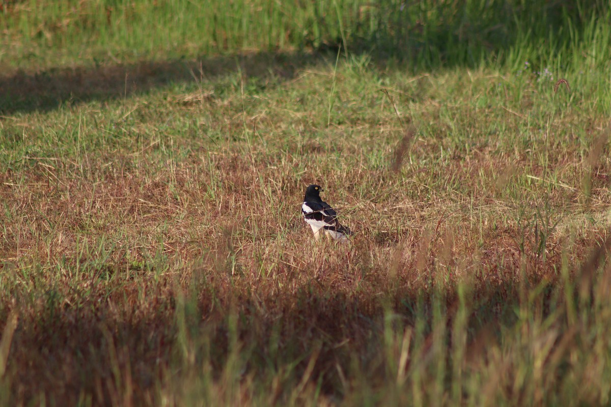 Pied Harrier - ML646998117