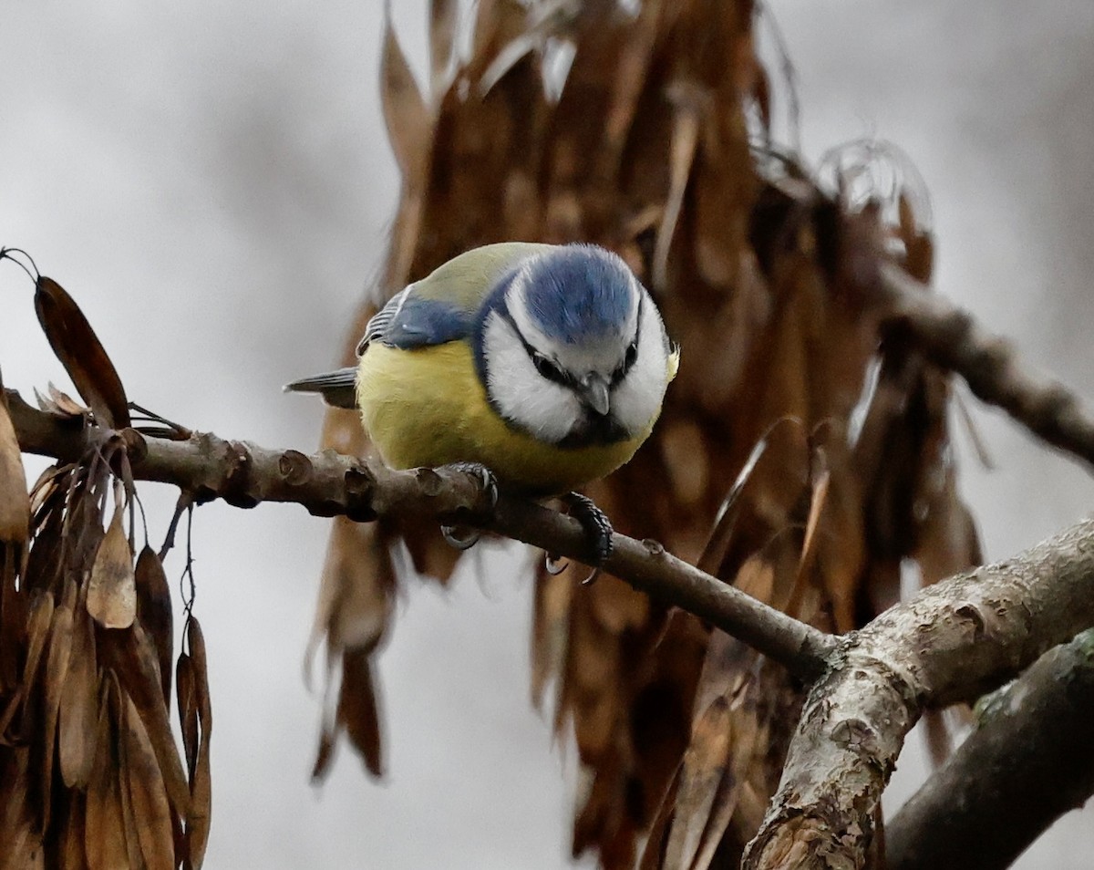 Eurasian Blue Tit - ML646998121