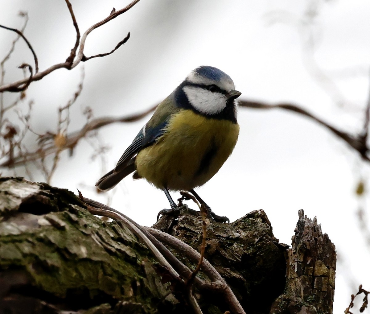 Eurasian Blue Tit - ML646998122