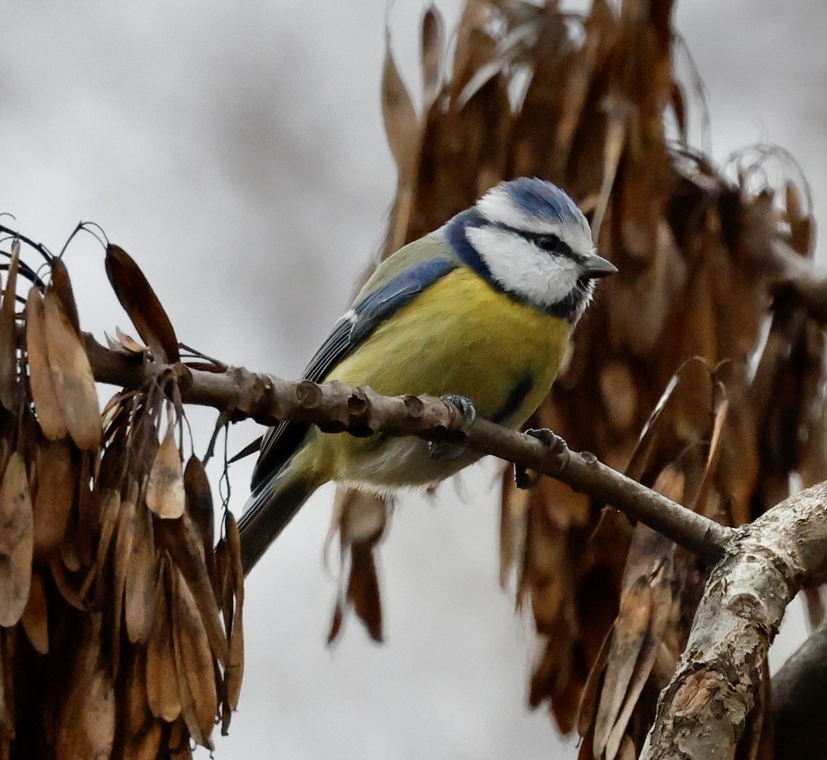 Eurasian Blue Tit - ML646998123