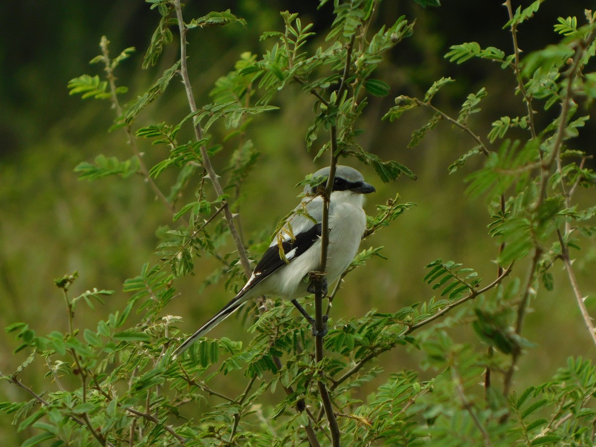 Сорокопуд американський - ML646998125