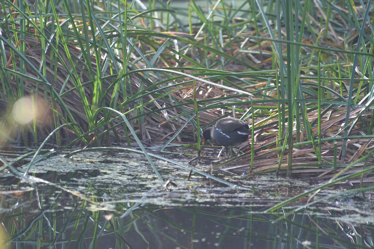 Common Gallinule - ML646998129