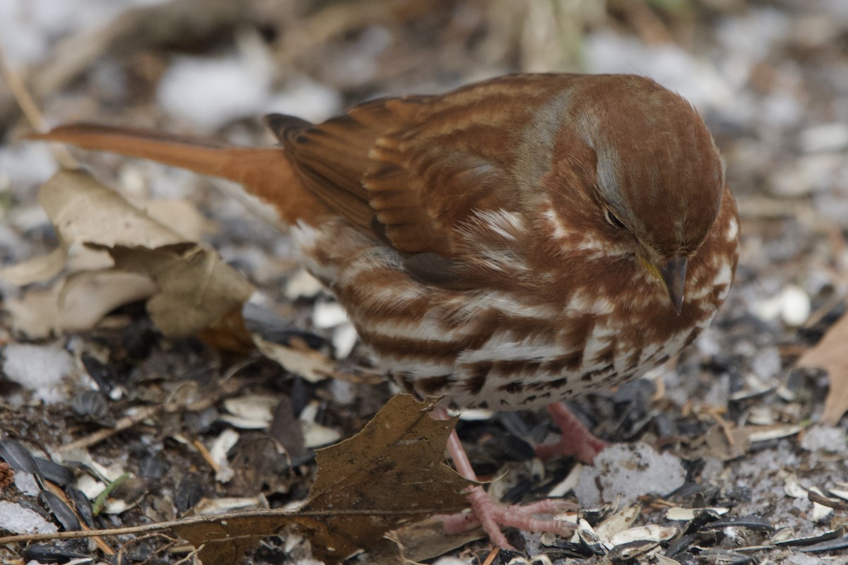 strnadec kaštanový - ML646998133