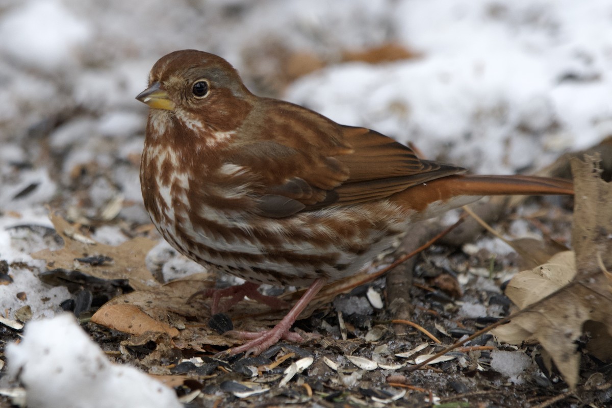 strnadec kaštanový - ML646998134