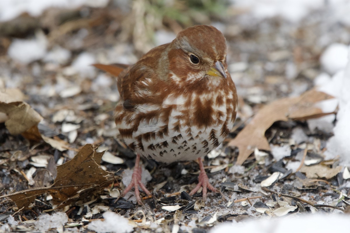 strnadec kaštanový - ML646998135