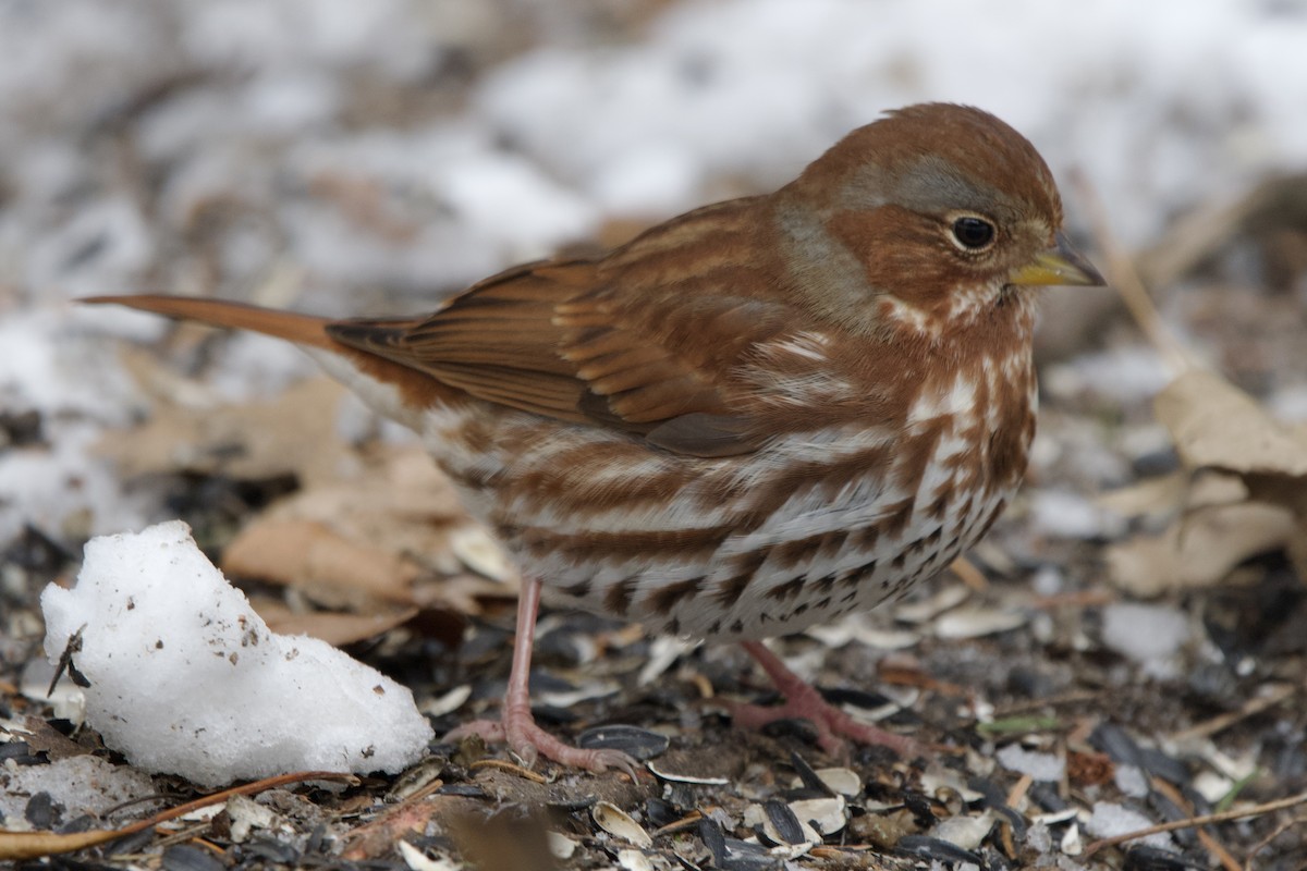 strnadec kaštanový - ML646998136