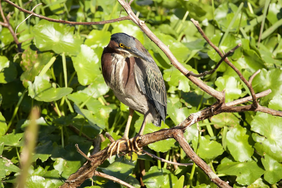 Green Heron - ML646998141