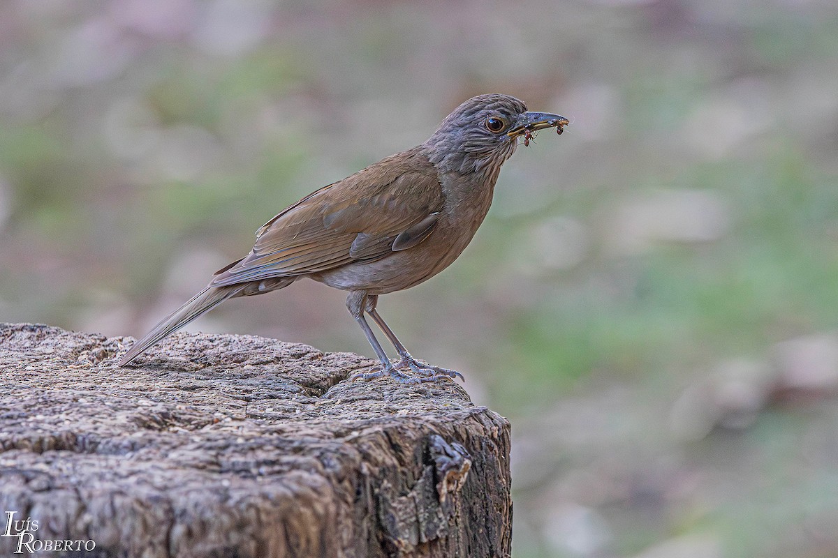 Fahlbrustdrossel - ML646998142