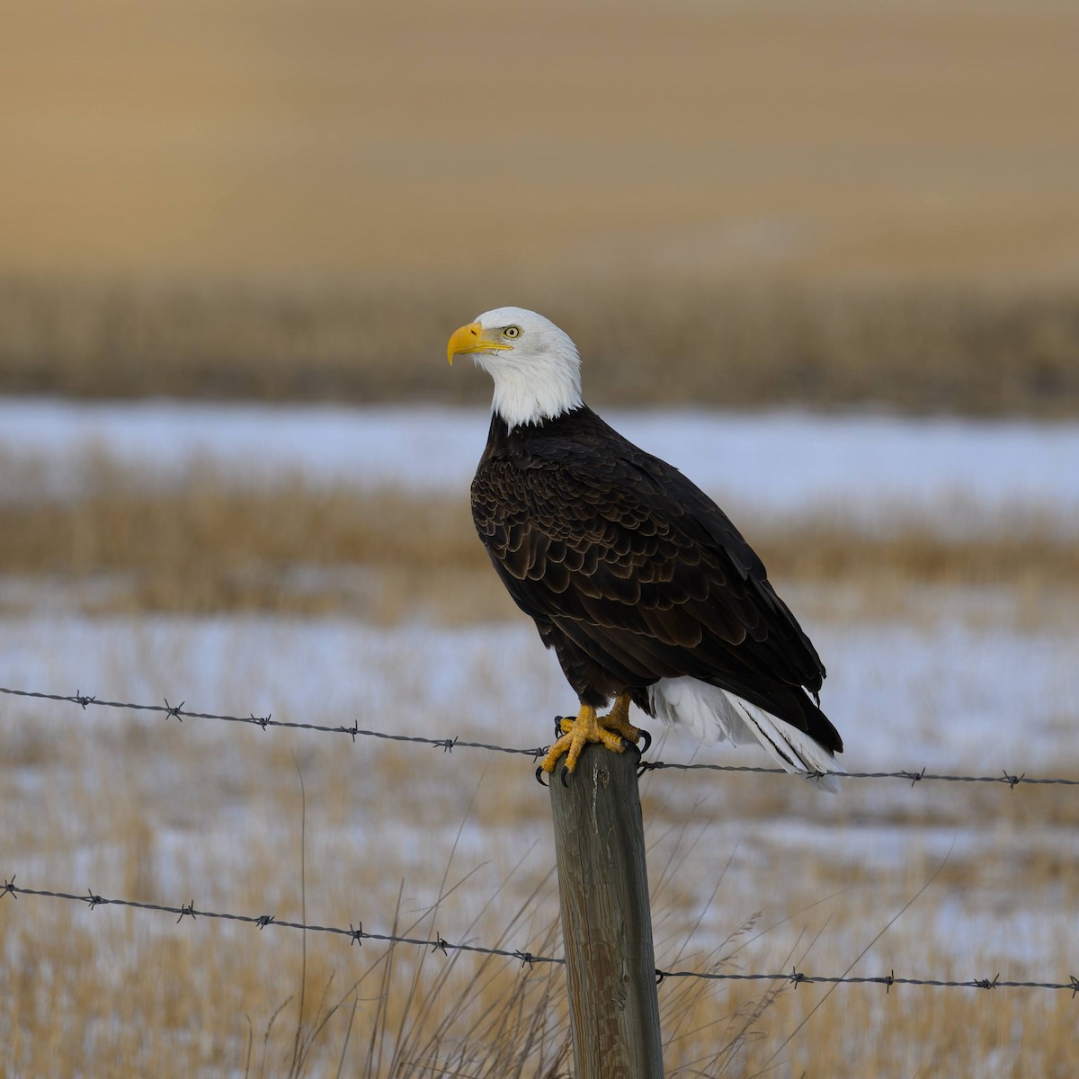 Bald Eagle - ML646998146