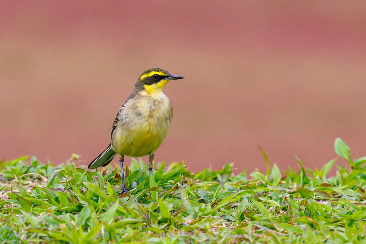 Eastern Yellow Wagtail - ML646998152