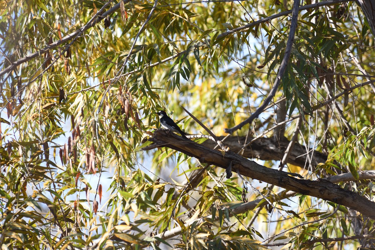 Acorn Woodpecker - ML646998155