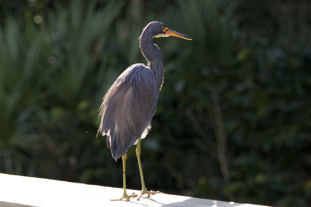 Tricolored Heron - ML646998157
