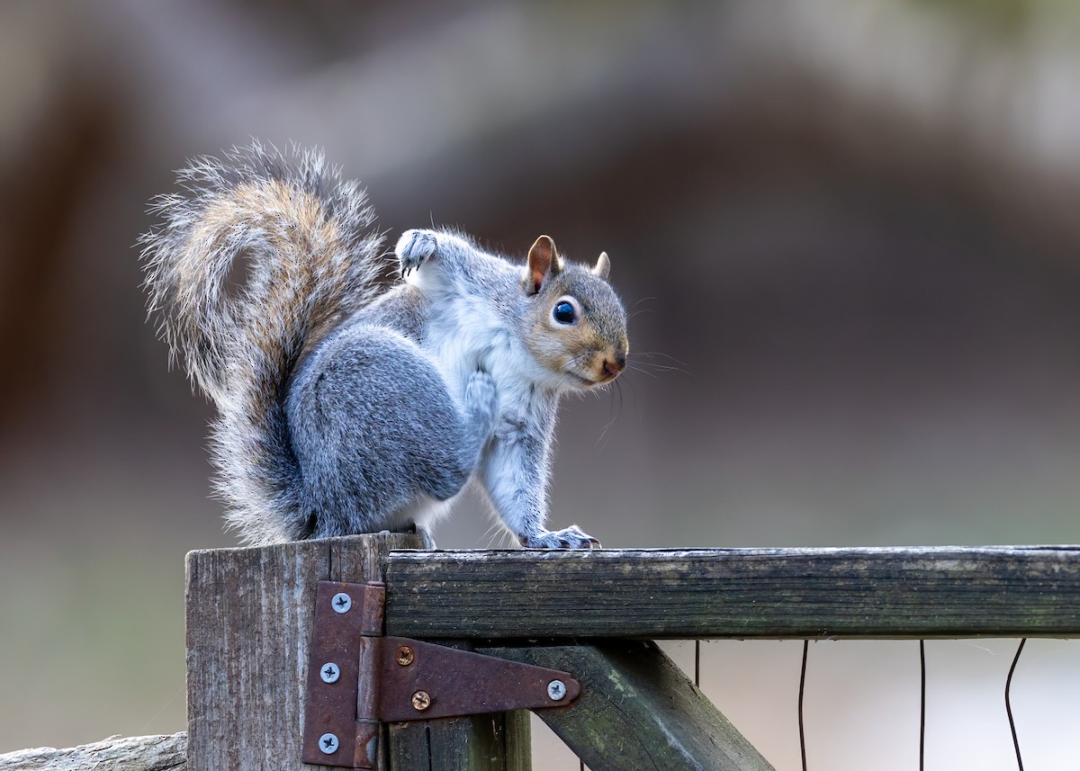 Animales - ML646998158