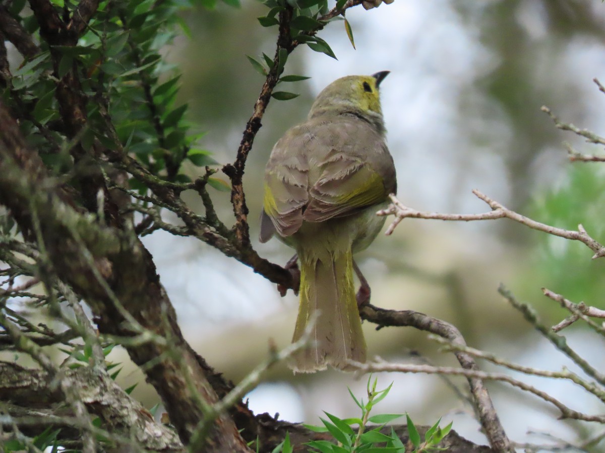 hvitsmykkehonningeter - ML646998159